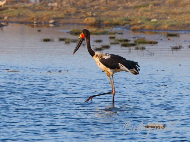 saddle billedstork