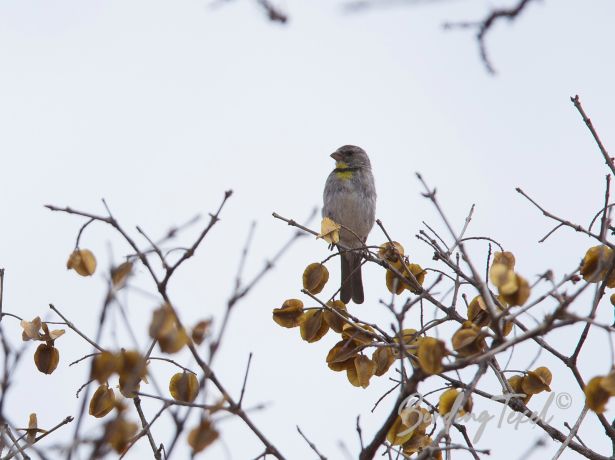 salvadori sseedeater