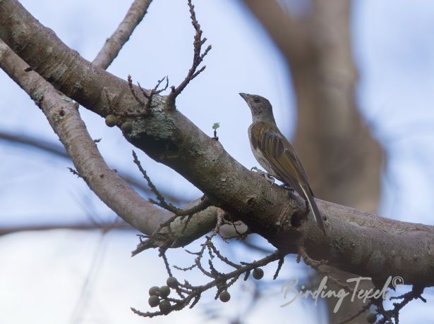 scaly throatedhoneyguide