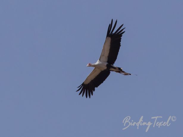 secretarybird