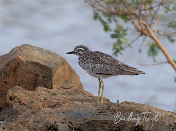 senegalthick knee