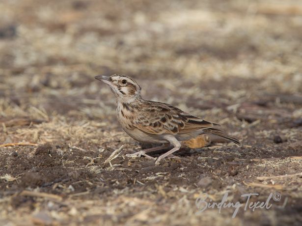 short tailedlark