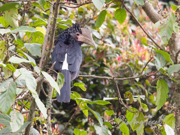 silvery cheekedhornbill