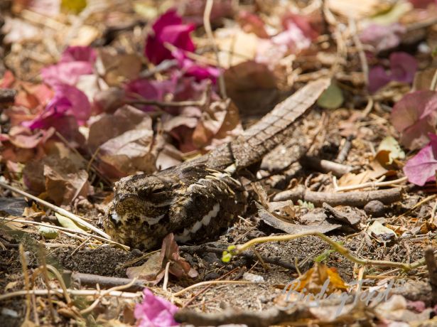 slender tailednightjar