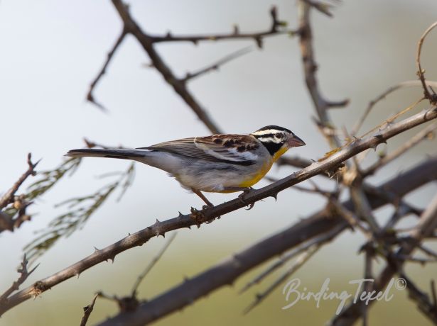 somali bunting