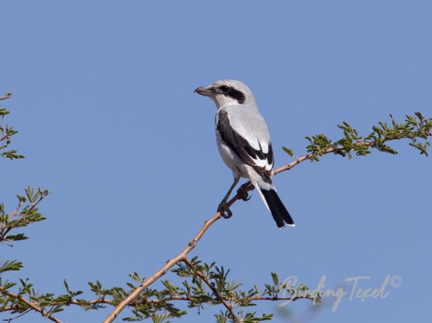 southerngreyshrike