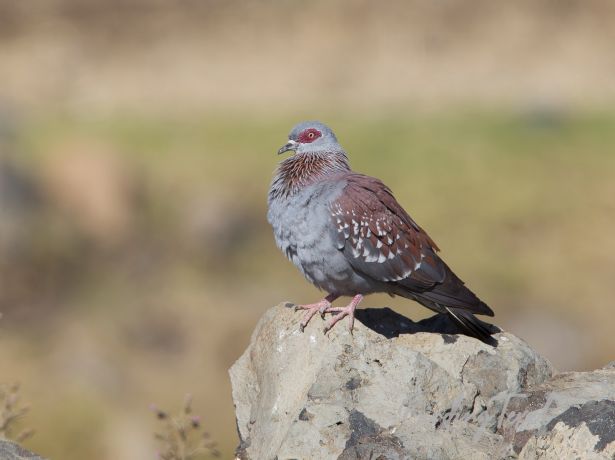 speckledpigeon