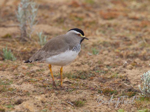 spot breastedlapwing