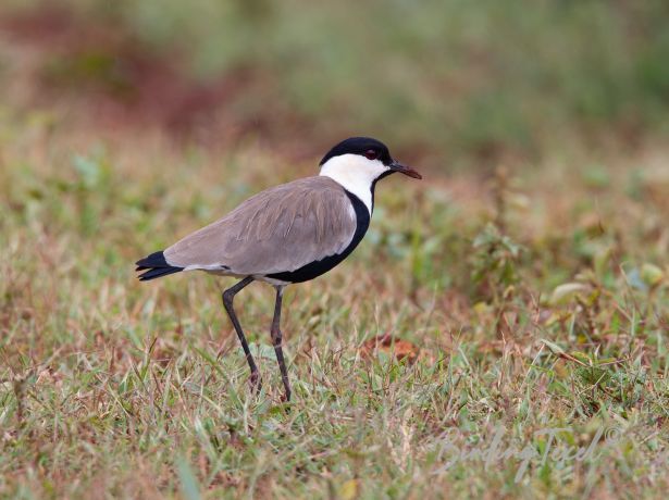 spur wingedplover