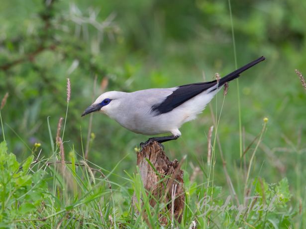 stresemann sbush crow