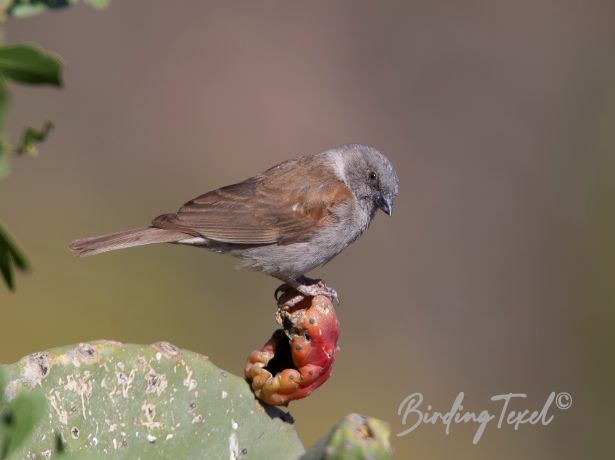 swainson ssparrow