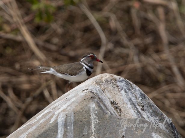 three bandedplover