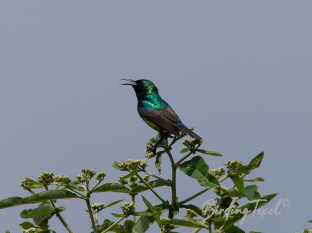 variablesunbird