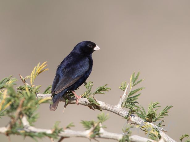 villageindigobird