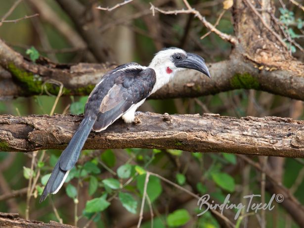 vonderdecken shornbill