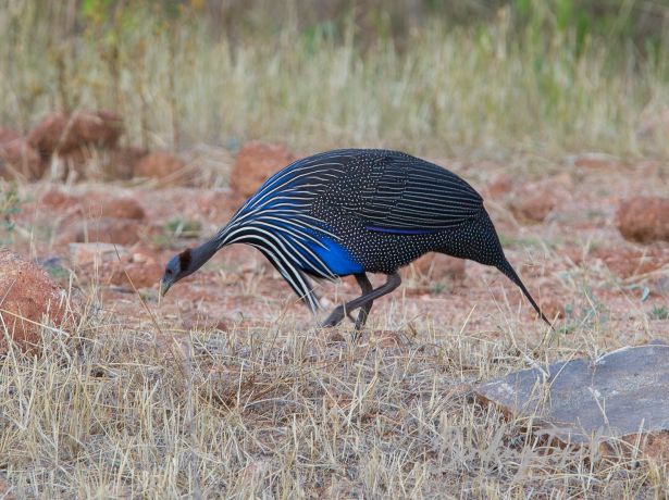 vulturineguineafowl