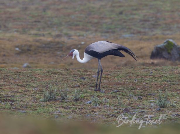 wattledcrane