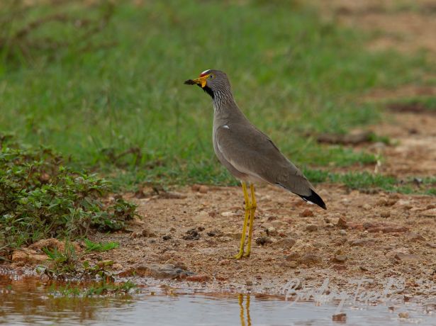 wattledlapwing