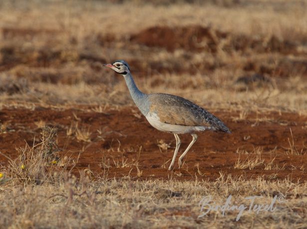 white belliedbustard