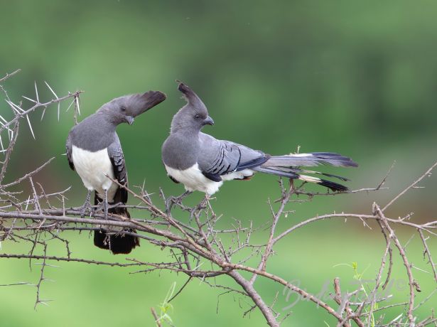 white belliedgo away bird