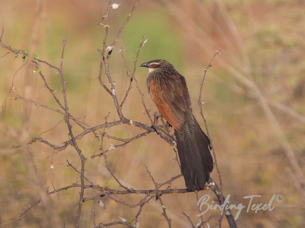 white browedcoucal