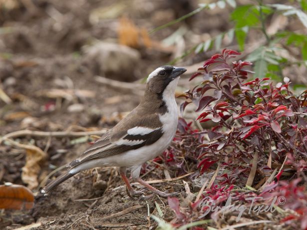 white browedsparrow weaver