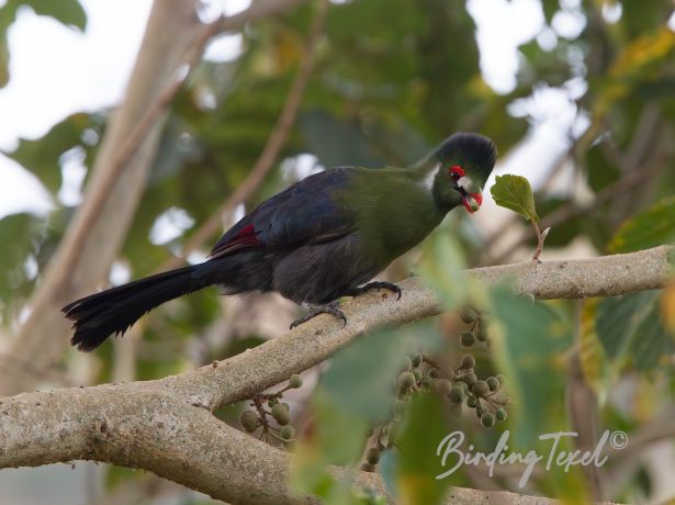 white cheekedturaco