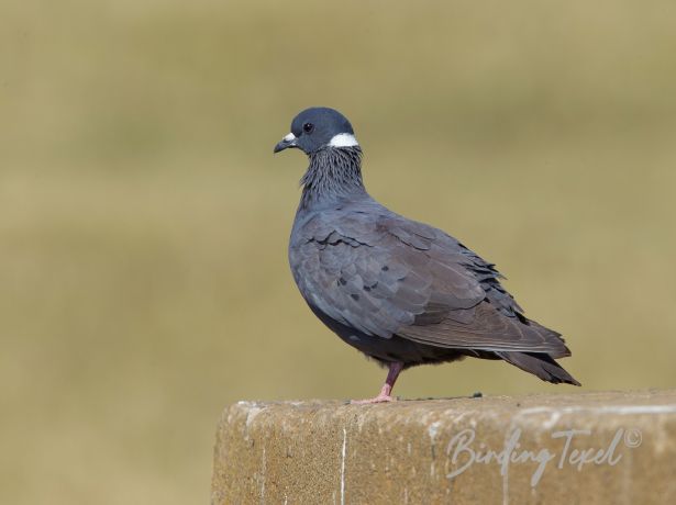 white collaredpigeon