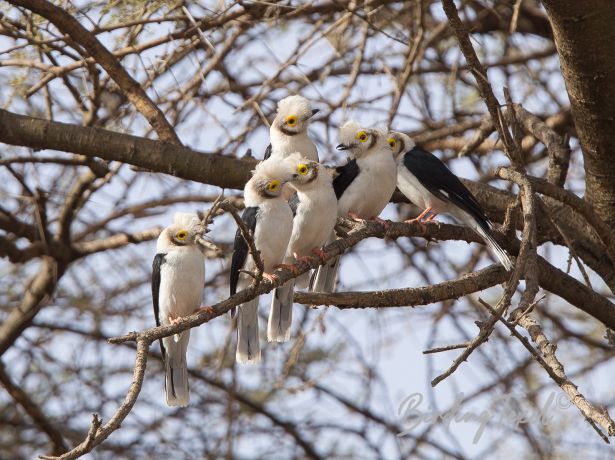 white crestedhelmetshrike