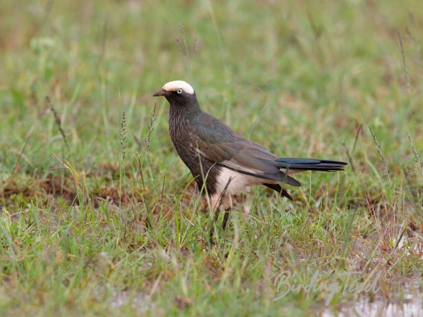 white crownedstarling