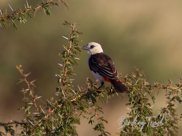 white headedbuffalo weaver