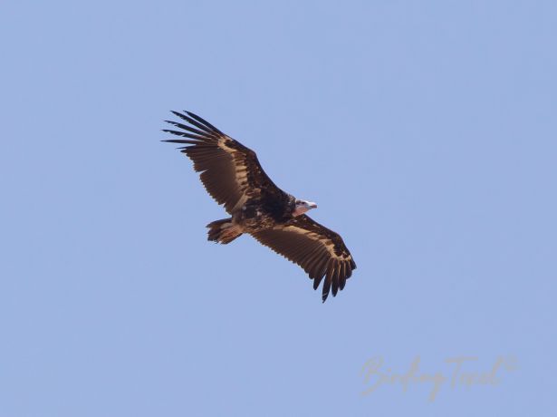 white headedvulture