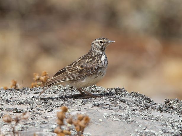 white tailedlark