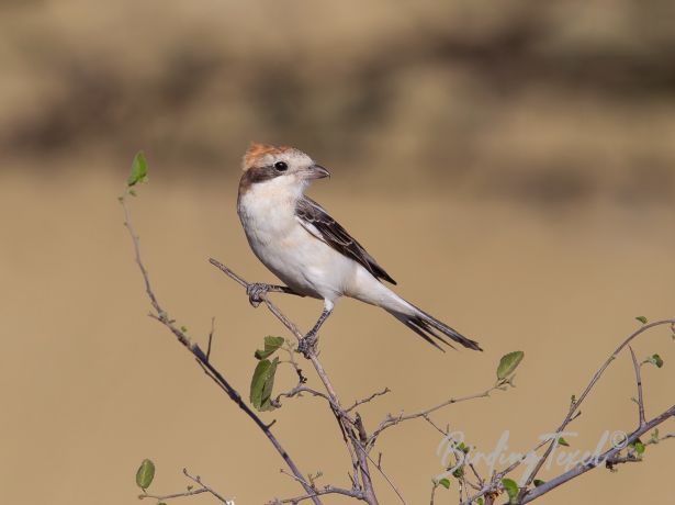 woodchatshrike 21112011