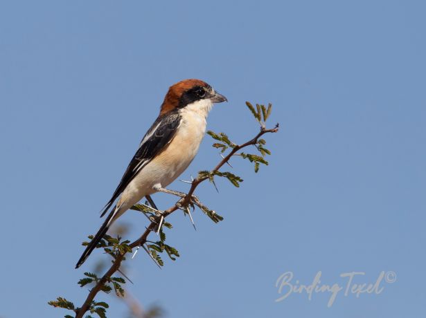 woodchatshrike 21112011