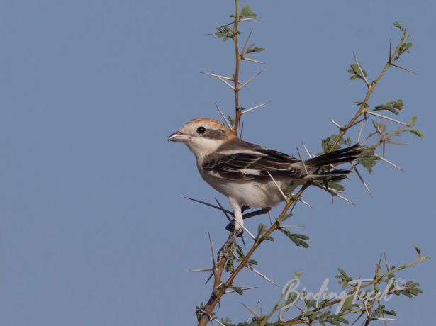 woodchatshrike