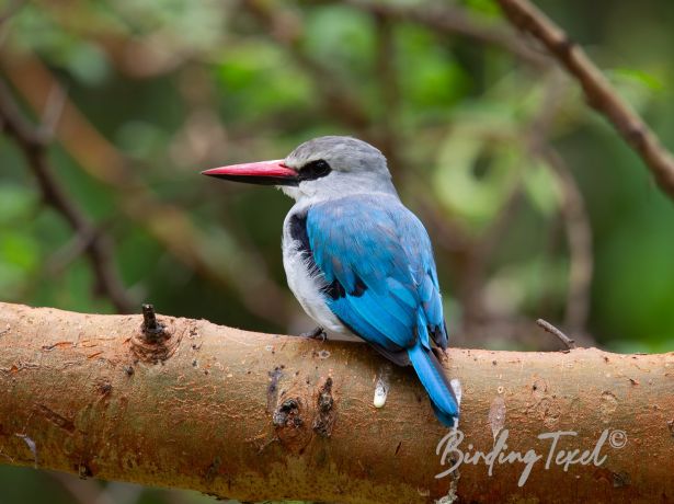 woodlandkingfisher