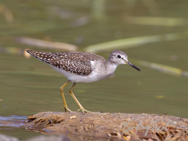 woodsandpiper