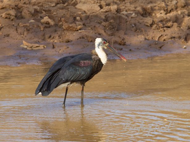 woolly neckedstork