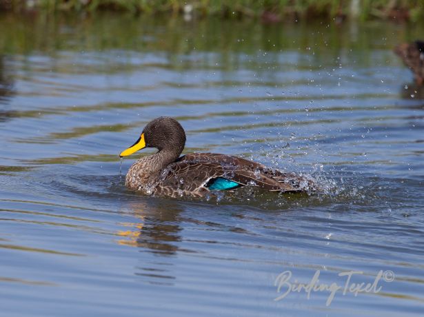 yellow billedduck