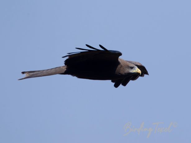 yellow billedkite