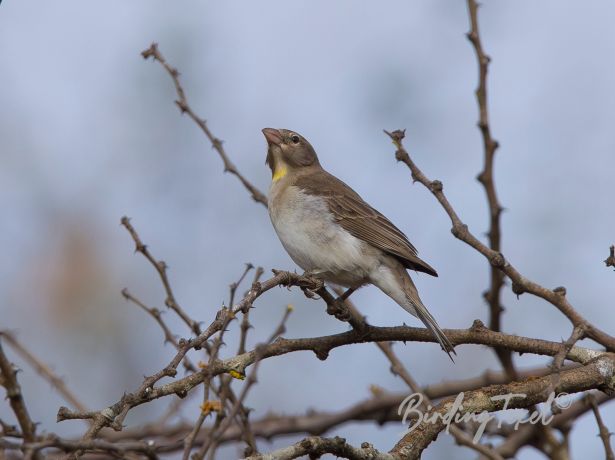 yellow throatedseedeater