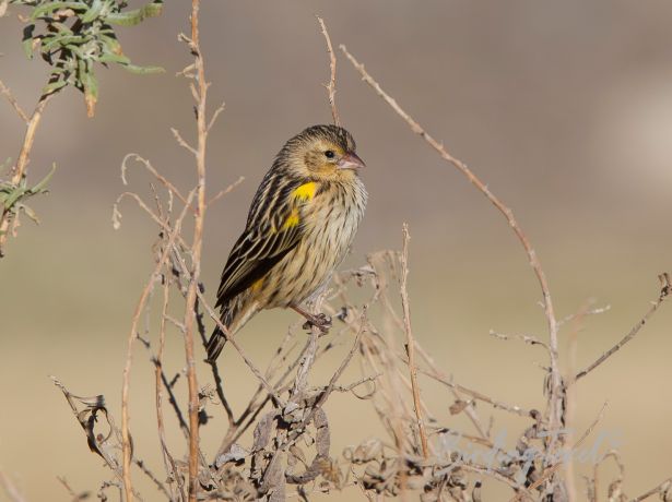 yellowbishop