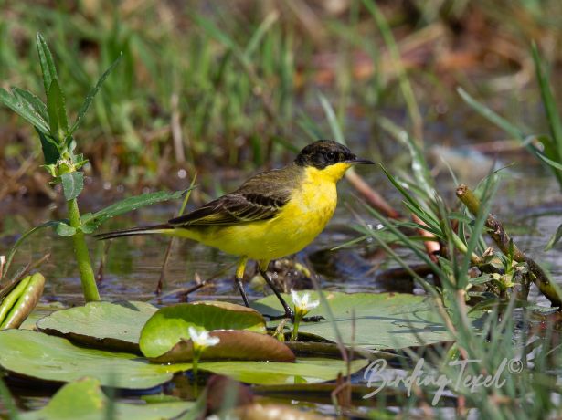 yellowwagtail