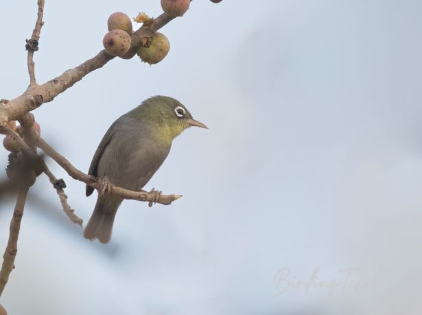 abyssinianwhite eye