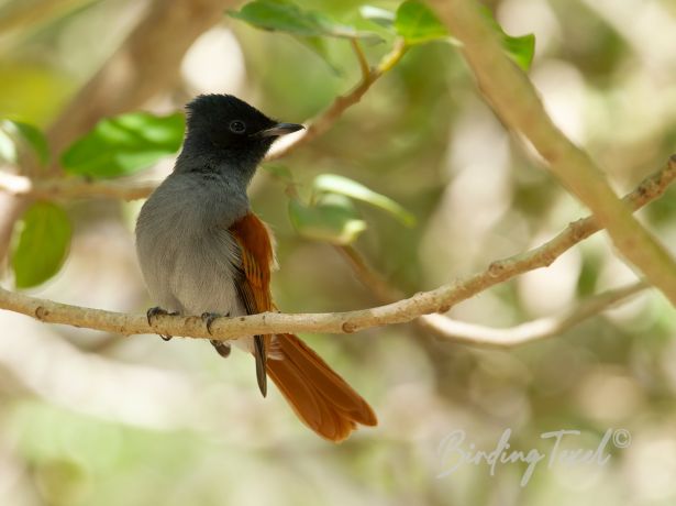 africanparadiseflycatcher