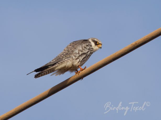 amurfalcon