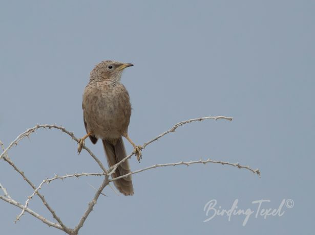 arabianbabbler