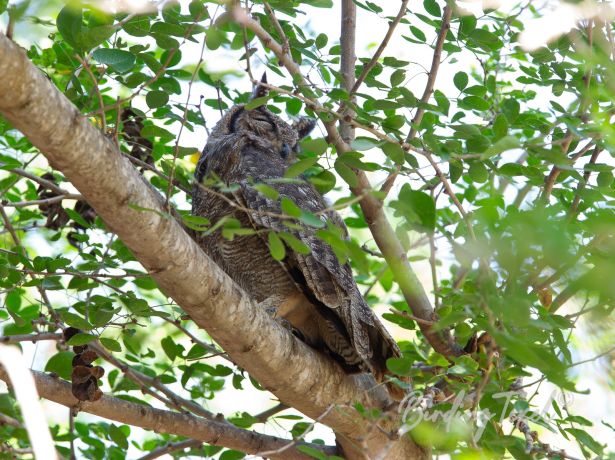 arabianspottedeagleowl