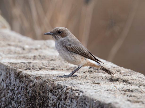 arabianwheatear9102012